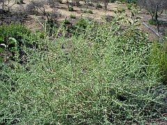 salsola tragus